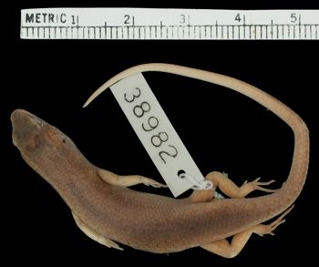 Media type: image;   Herpetology R-38982 Aspect: dorsal